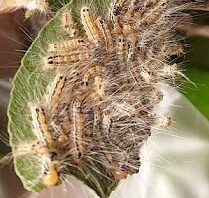 チャドクガ幼虫の毒針毛