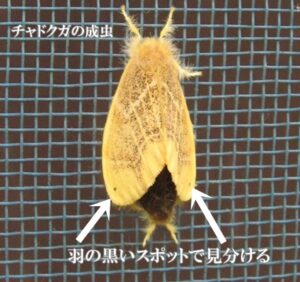 チャドクガ成虫