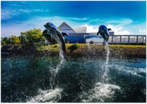 いおワールド鹿児島水族館イルカ