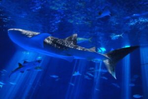 いおワールド鹿児島水族館じんべい