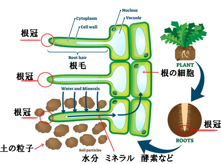 植物の根のパワーの秘密とは?葉が艶々として花の色が濃くなる秘訣も | 趣味遊楽ドットコム